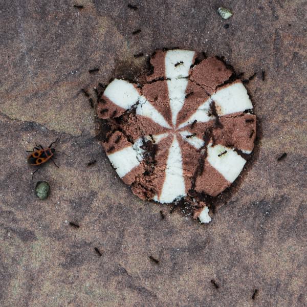 Ameisen zerlegen einen Keks oder so (Aus der Reihe: Unrechtmäßig unterschätztes Rastatt)