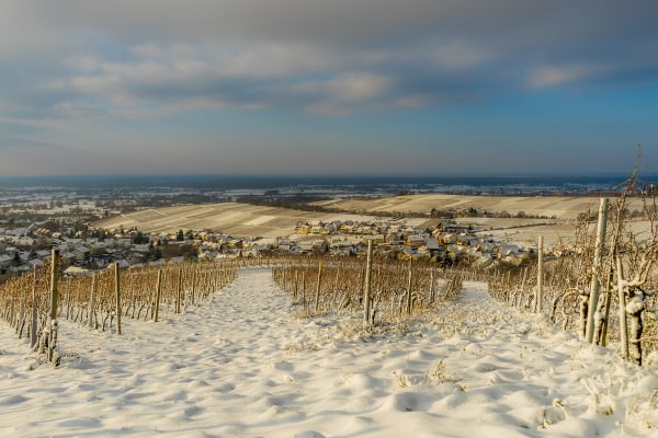 Erster Schnee auf den Weinbergen bei Varnhalt